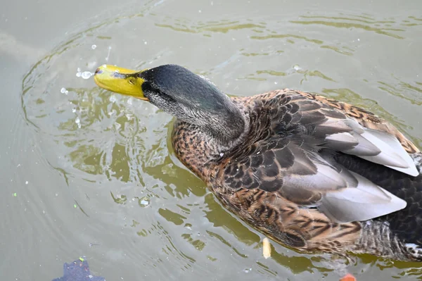 Güzel beyaz ördek yaz günü göl yüzeyinde yüzüyor. 