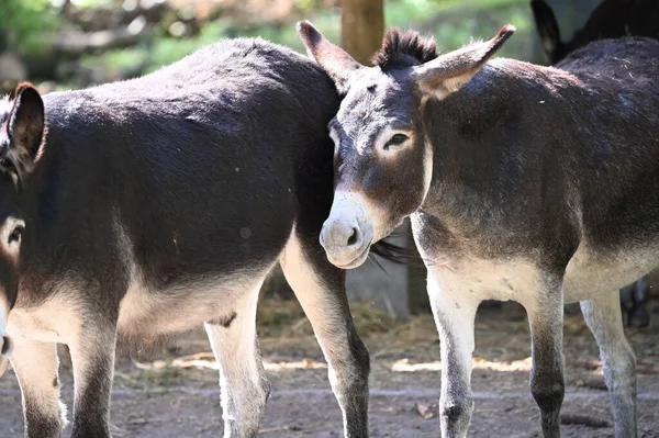 Cute and funny donkeys grazing in the zoo