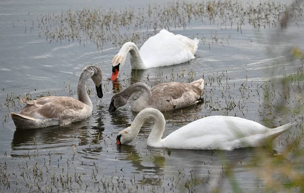 Güzel kuğular yaz günü göl suyunda yüzerler. 