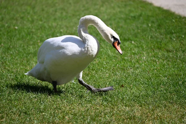 Bonito Cisne Bonito Costa Dia Verão — Fotografia de Stock