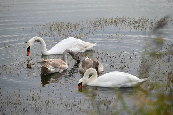 Güzel kuğular yaz günü göl suyunda yüzerler. 