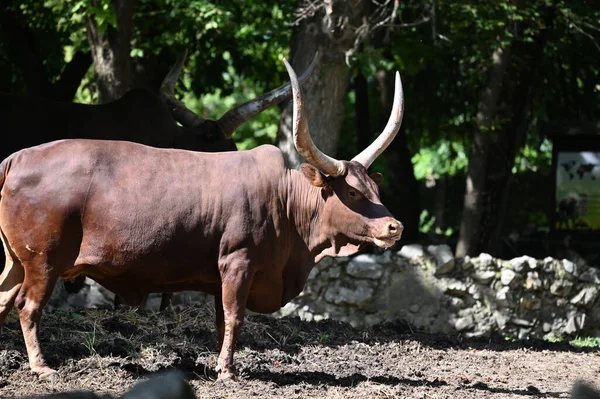 Güneşli bir günde hayvanat bahçesinde dinlenen tatlı bir öküz.