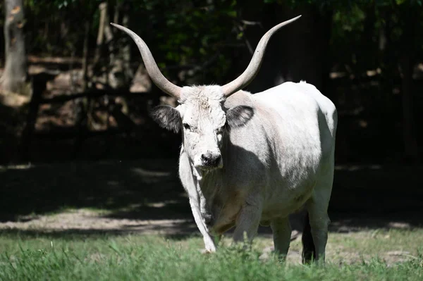 Güneşli bir günde hayvanat bahçesinde dinlenen tatlı bir öküz.