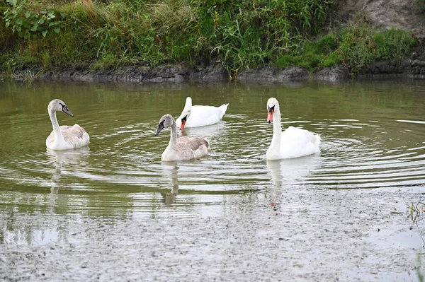 Belos Cisnes Nadando Superfície Água Lago Dia Verão — Fotografia de Stock