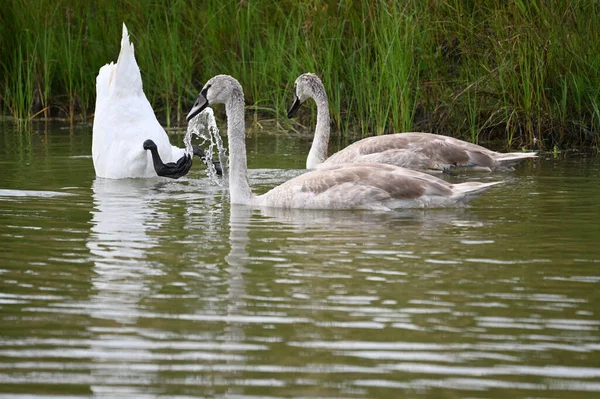 Güzel kuğular yaz günü göl suyunda yüzerler. 