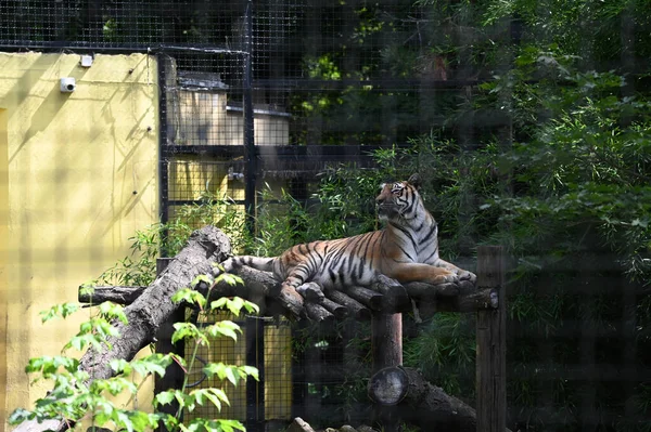 Young Beautiful Tiger Resting Zoo Sunny Summer Day — Stock Photo, Image