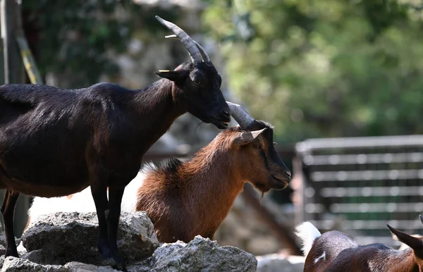 Keçiler parkta otluyor.