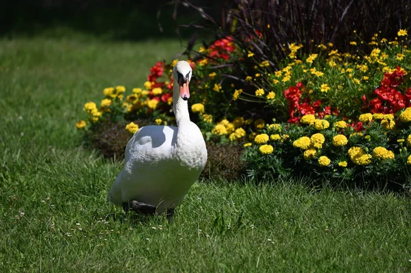 Yaz günü yeşil çimlerde güzel şirin bir kuğu 