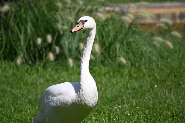 Hermoso Cisne Lindo Hierba Verde Día Verano —  Fotos de Stock