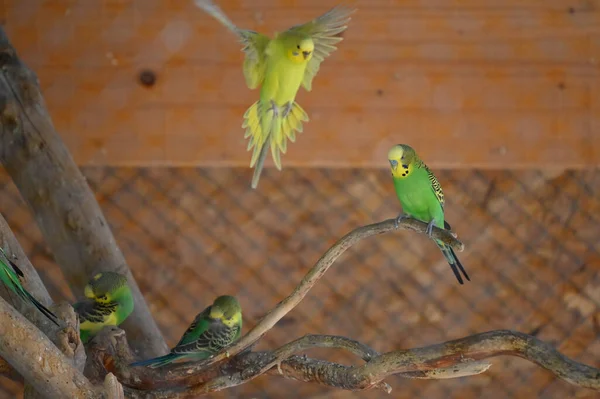 Cute Little Parrots Resting Branch Zoo Close View — 图库照片