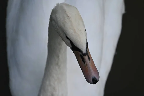 Belo Cisne Branco Nadando Superfície Água Lago Dia Verão — Fotografia de Stock