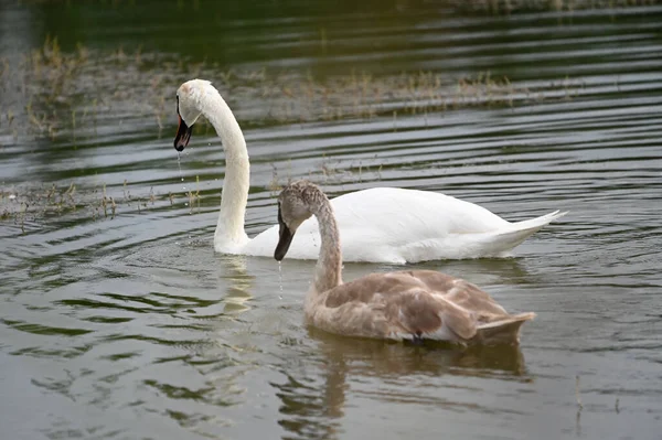 Güzel kuğular yaz günü göl suyunda yüzerler. 