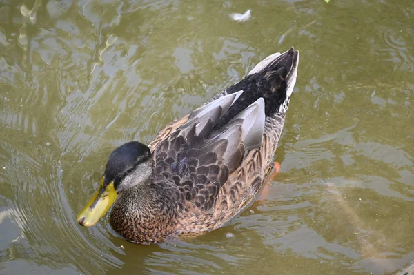 Bonito Pato Branco Nadando Superfície Água Lago Dia Verão — Fotografia de Stock