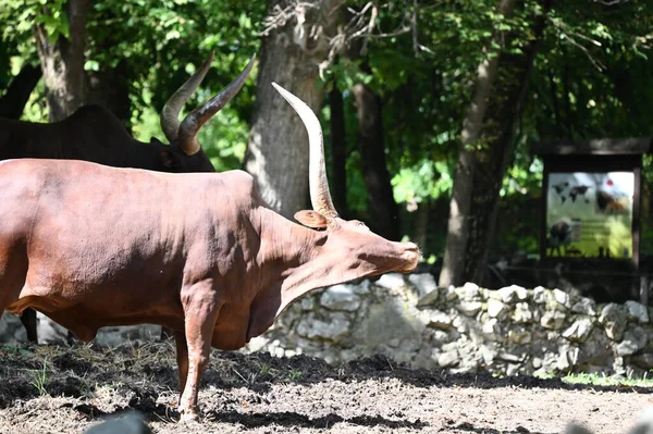 Mignon Taureau Reposant Sur Sol Dans Zoo Jour Ensoleillé — Photo