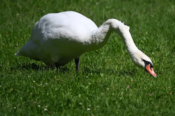 Yaz günü yeşil çimlerde güzel şirin bir kuğu 