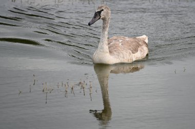 Yaz günü göl suyunda yüzen güzel bir kuğu. 