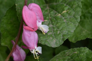Güneşli yaz gününde bahçede yetişen güzel çiçekler. 