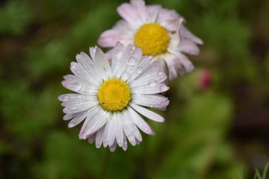 Güneşli bir günde bahçede büyüyen güzel çiçekler. 