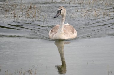 Yaz günü göl suyunda yüzen güzel bir kuğu. 