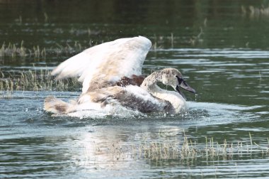 Yaz günü göl suyunda yüzen güzel bir kuğu. 