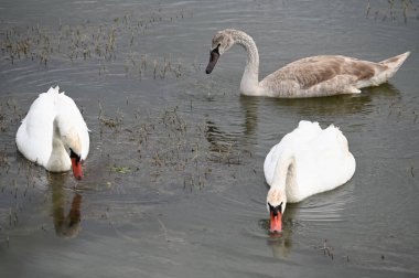 Güzel kuğular yaz günü göl suyunda yüzerler. 