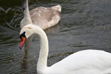 Güzel kuğular yaz günü göl suyunda yüzerler. 