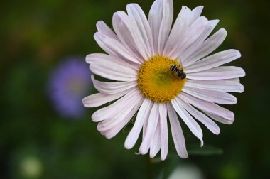 Güneşli yaz gününde bahçede yetişen güzel çiçekler. 