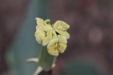 Güneşli bir günde bahçede büyüyen güzel çiçekler. 