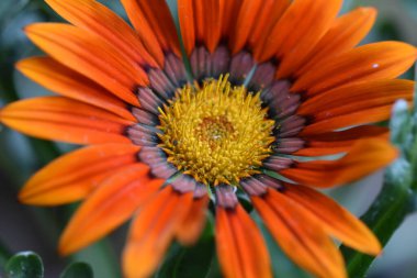 Güneşli yaz gününde bahçede yetişen güzel çiçekler. 