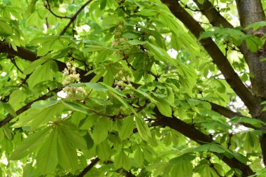 Güzel çiçekli kestane ağacı dalları, yakın plan, bahar konsepti.  