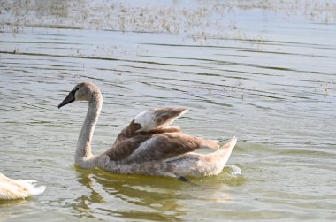 Yaz günü göl suyunda yüzen güzel bir kuğu. 