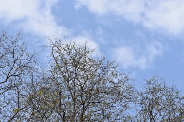 Güzel gökyüzü arka planında dallar, yakın plan, yaz konsepti  