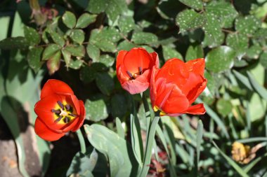Güneşli bir günde bahçede büyüyen güzel çiçekler. 