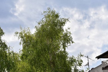Güzel gökyüzü arka planında dallar, yakın plan, yaz konsepti  