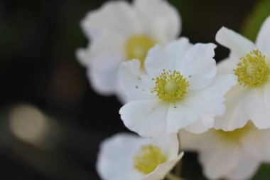 Güneşli bir günde bahçede büyüyen güzel çiçekler. 