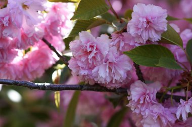 Güneşli bir günde bahçede büyüyen güzel çiçekler. 