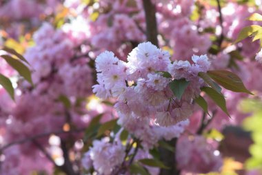 Güneşli bir günde bahçede büyüyen güzel çiçekler. 