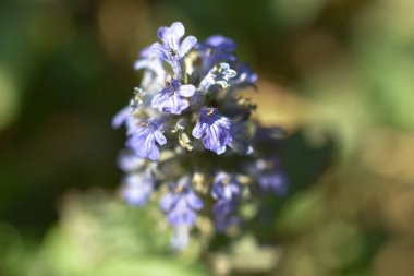 Güneşli bir günde bahçede büyüyen güzel çiçekler. 