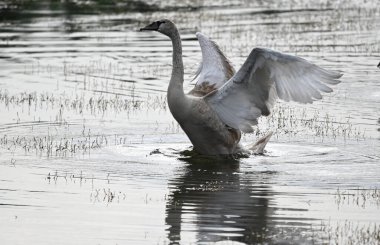 Yaz günü göl suyunda yüzen güzel bir kuğu. 