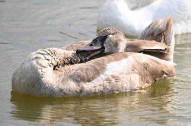 Güzel kuğular yaz günü göl suyunda yüzerler. 