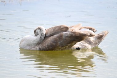 Yaz günü göl suyunda yüzen güzel bir kuğu. 