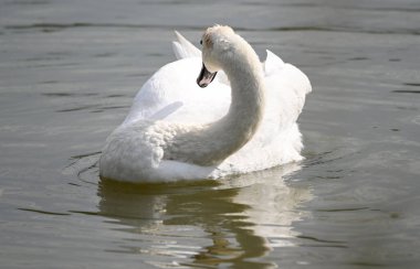 Yaz günü göl suyunda yüzen güzel bir kuğu. 