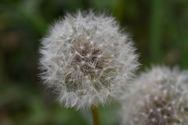 Güneşli yaz gününde bahçede yetişen güzel çiçekler. 