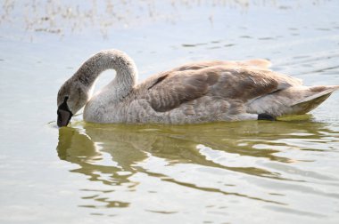 Yaz günü göl suyunda yüzen güzel bir kuğu. 