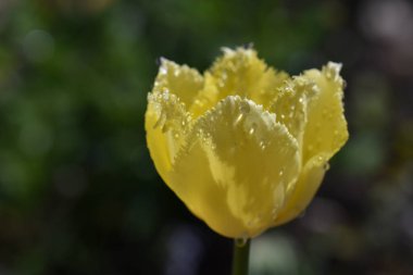 Güneşli bir günde bahçede büyüyen güzel çiçekler. 