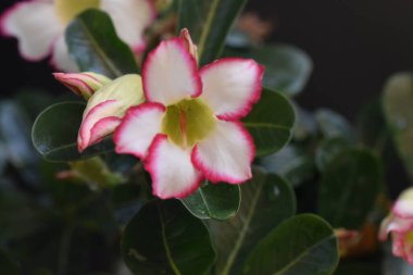 Güneşli yaz gününde bahçede yetişen güzel çiçekler. 