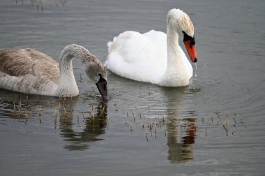 Güzel kuğular yaz günü göl suyunda yüzerler. 