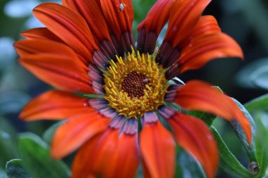 Güneşli yaz gününde bahçede yetişen güzel çiçekler. 