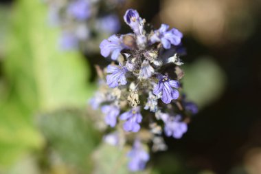 Güneşli bir günde bahçede büyüyen güzel çiçekler. 