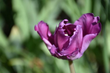Güneşli bir günde bahçede büyüyen güzel çiçekler. 